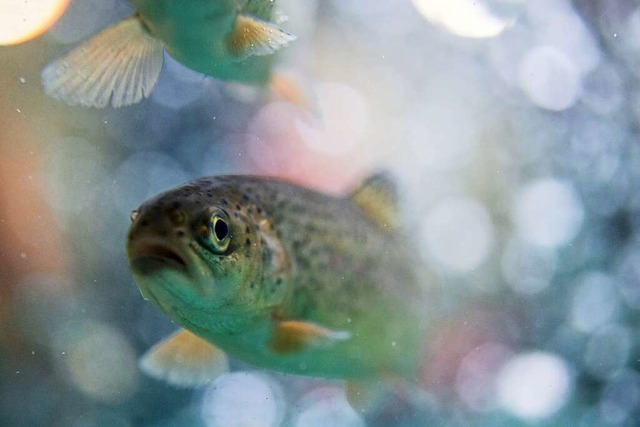 Forellen gibt es in Umkirch zuhauf.  | Foto: Bernd Thissen