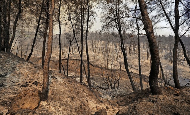 Verbrannter Wald nahe des griechischen...desto hufiger und heftiger brenne es.  | Foto: Thodoris Nikolaou (dpa)