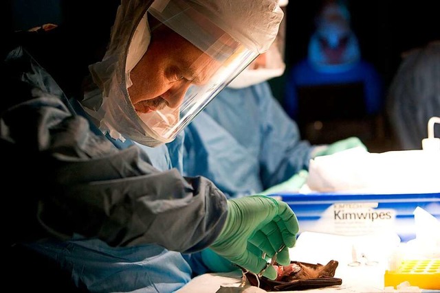 Ein Forscher untersucht bei einem Ausb...urg-Virus eine Fledermaus auf Erreger.  | Foto: AFP ImageForum