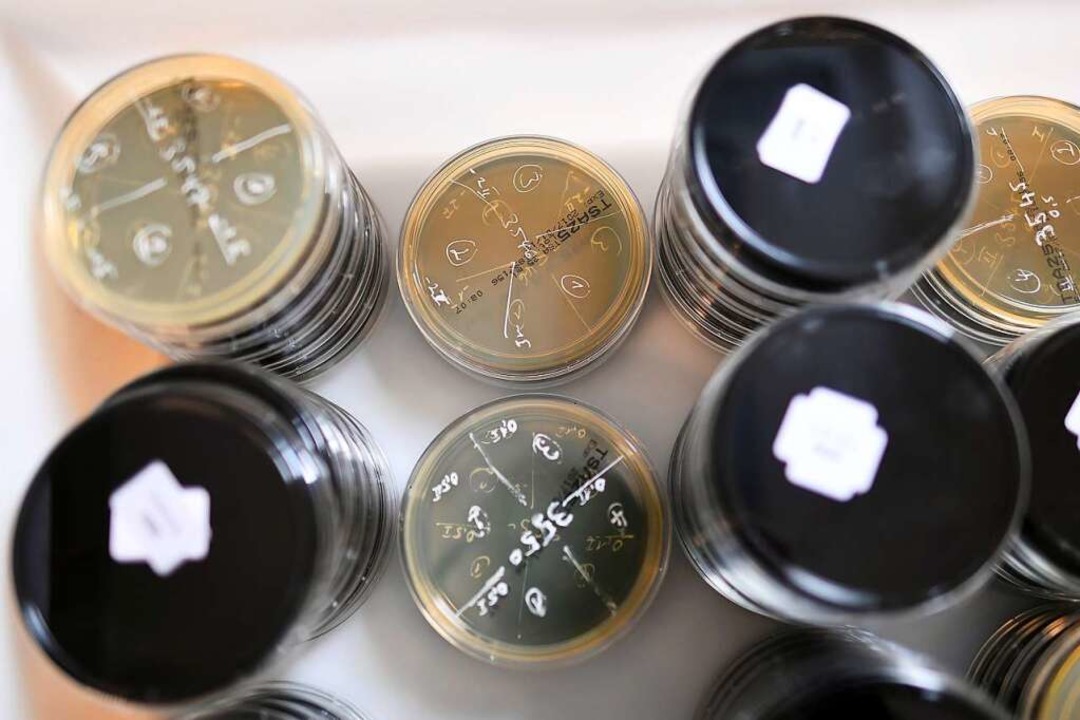 Im Labor werden Proben auf Legionellen untersucht.  | Foto: Federico Gambarini