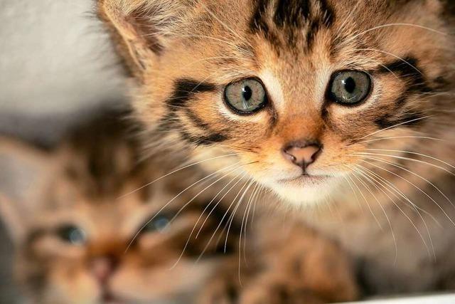 Seltene Wildkatzen erstmals im Freiburger Stadtwald gefunden