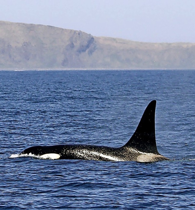 Ein Orca in Nordjapan  | Foto: --- (dpa)