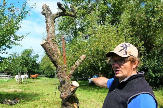 Waldkologe Patrick Pyttel schafft in ...etten Lebensraum aus toten Obstbumen.  | Foto: Erik Kunz