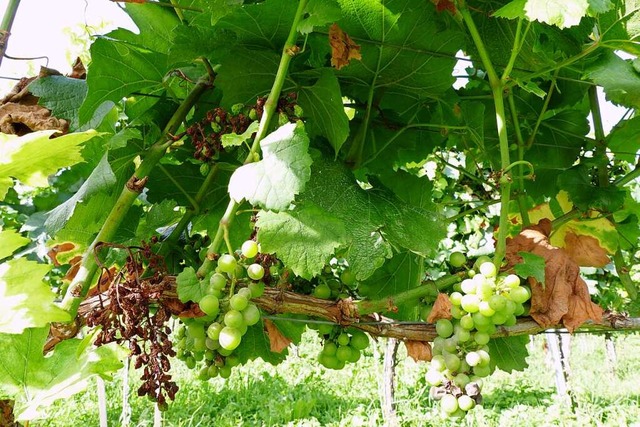 Verdrrte Trauben, vertrocknete Bltte...etzen den Weinreben in diesem Jahr zu.  | Foto: Susanne Ehmann