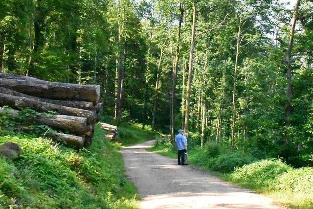 Die Debatte ber mehr kologie im Lrracher Wald hat erst begonnen