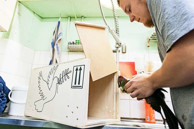 Ein Tierpfleger verfrachtet einen Vogel in seine Reisebox.  | Foto: Torben Weber (Zoo Basel)