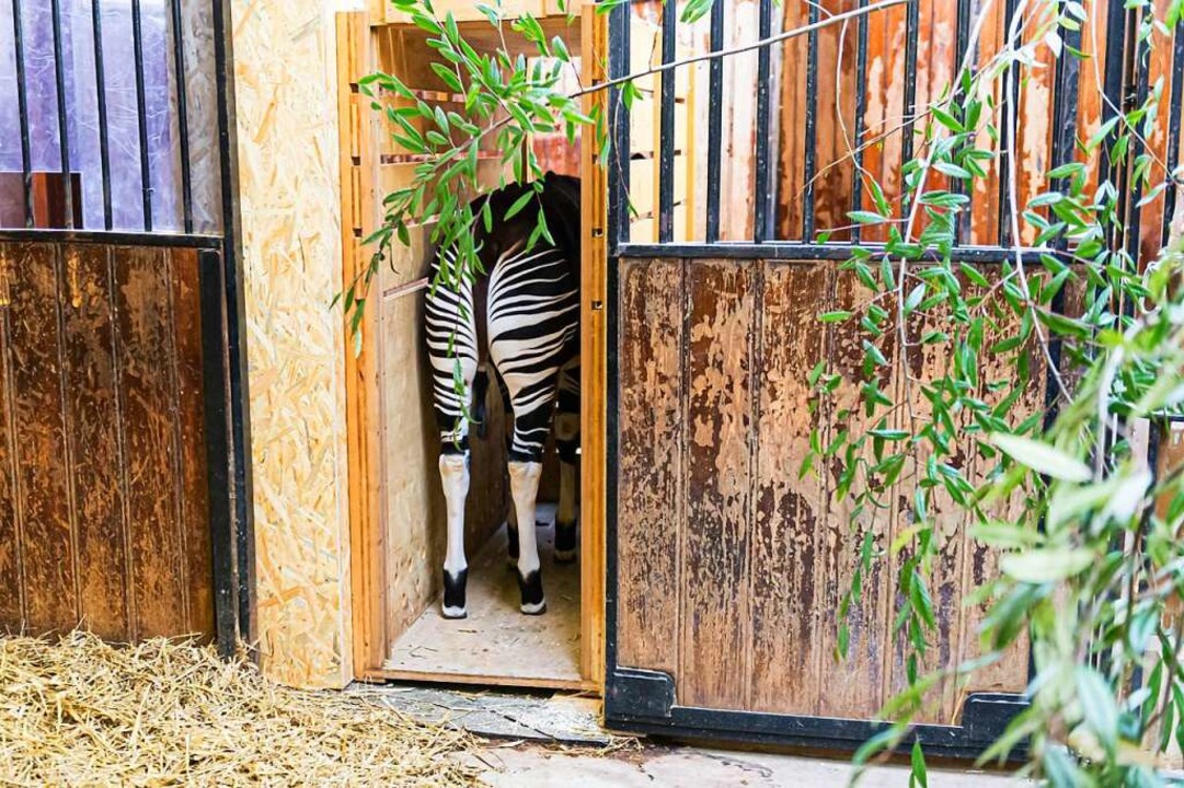 Die Tiere &#8211; hier ein Okapi &#8211; werden an die Transportboxen gewöhnt.  | Foto: Torben Weber (Zoo Basel)
