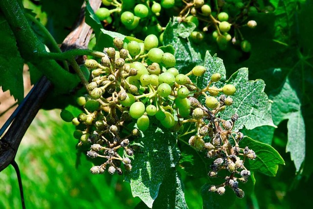 Wenn man die Peronospora-Schden sieht...t zum Spritzen, sagen die Bio-Winzer.  | Foto: Siegfried Gollrad