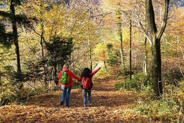Mit Kindern im Wald: Eine zauberhafte Wanderung am Schauinsland