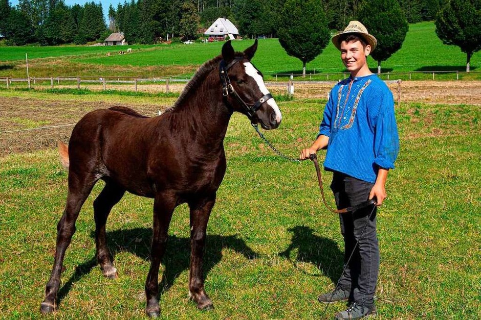 Das Fohlen Dorino von Christina Laubis aus Titisee Neustadt wurde mit Gold ausgezeichnet. (Foto: Wolfgang Scheu) Das Fohlen Dorino von Christina Laubis aus Titisee Neustadt wurde mit Gold ausgezeichnet. (Foto: Wolfgang Scheu)