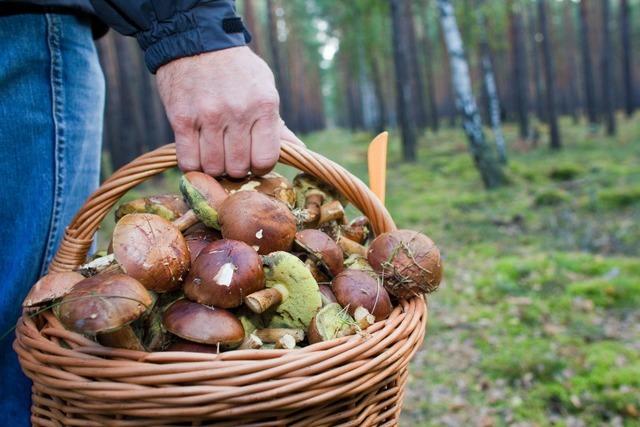 Pilzesammeln im Schwarzwald