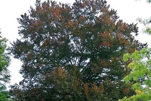 Pilze zerfressen Blutbuche am Staufener Stadtsee