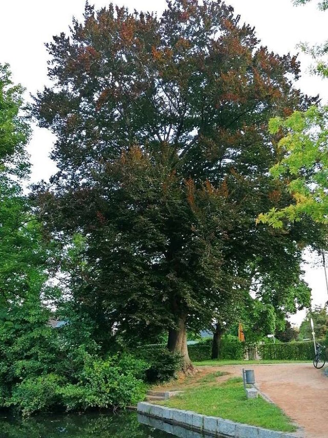 Erst die unabhngigen Baumgutachter ha...ehhlt , dass sie gefllt werden muss.  | Foto: Stadt Staufen Tiefbau- und Umweltamt