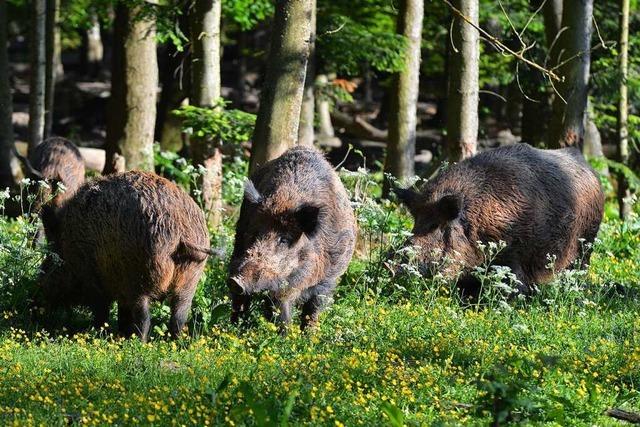 Wildschweine verhindern Festnahme eines Radlers in Karlsruhe
