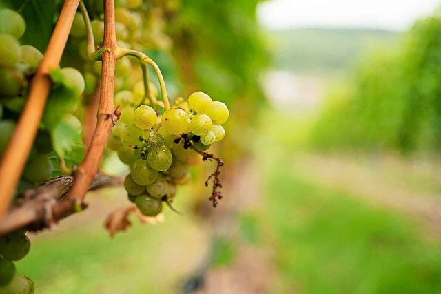 Fr dieses Jahr hofft die WG auf eine bessere Weinlese.  | Foto: Nicolas Armer (dpa)