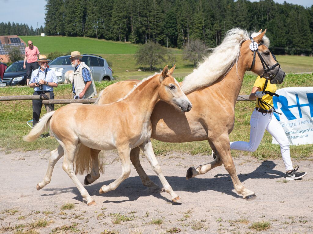 Fohlenschau in St. Mrgen