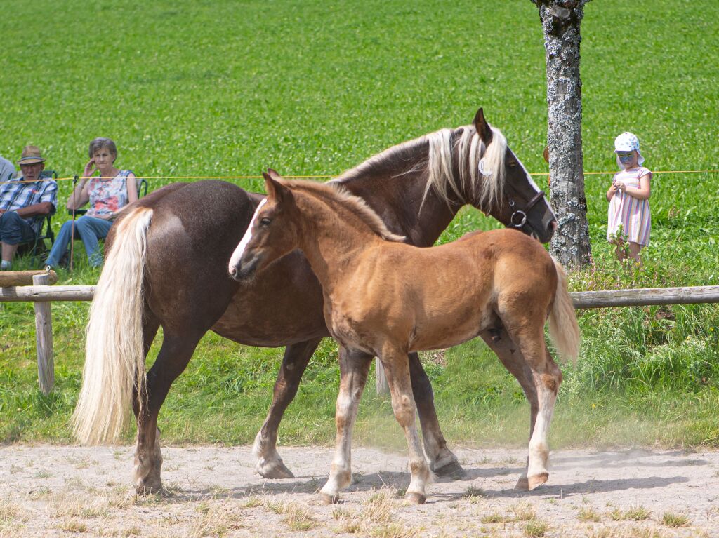 Fohlenschau in St. Mrgen