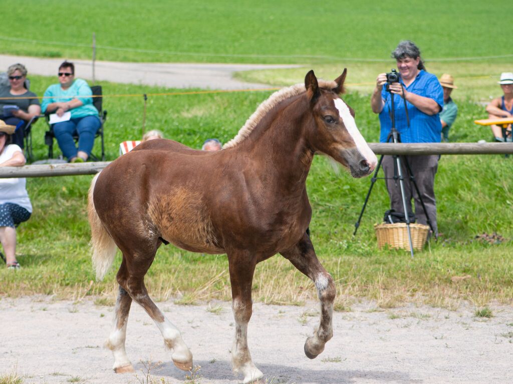 Fohlenschau in St. Mrgen