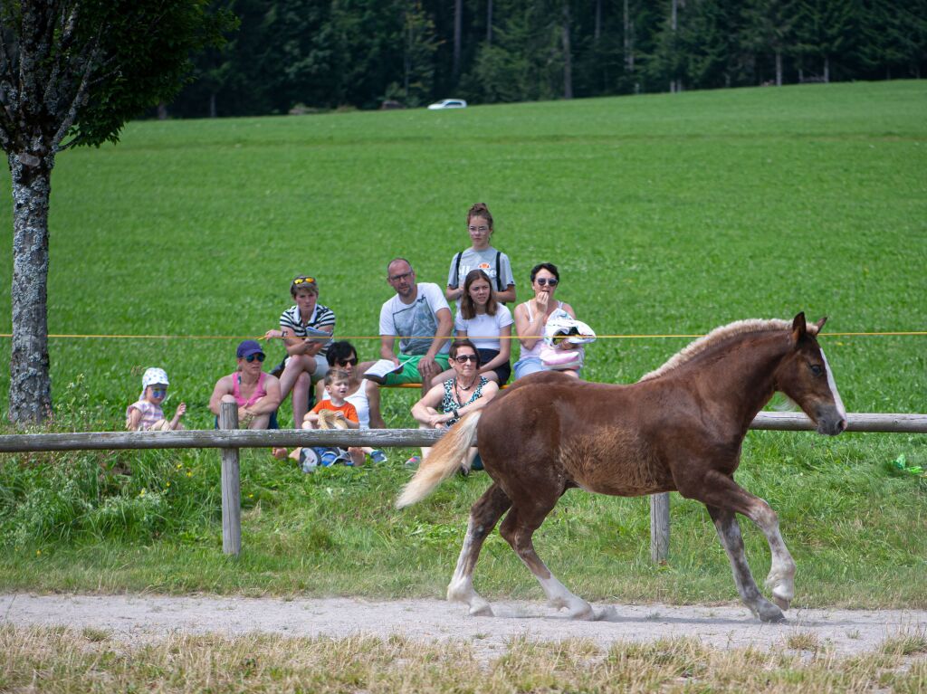 Fohlenschau in St. Mrgen