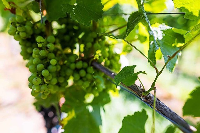 Die Wetterkapriolen machen den Winzern zu schaffen.  | Foto: Philipp von Ditfurth (dpa)