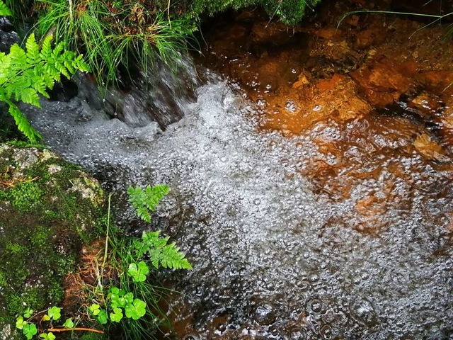 Elz entspringt im Gebiet des Brend und...s, etwas unterhalb der Martinskapelle.  | Foto: Sylvia Sredniawa