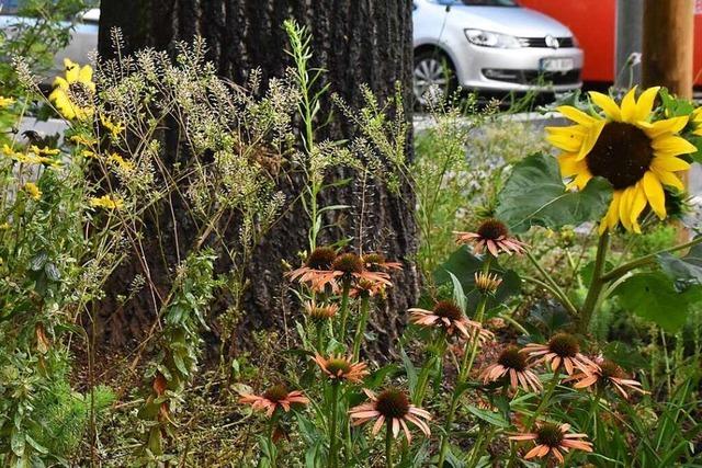 Lrrach sucht Paten fr Stadtbume und ihre Baumbeete