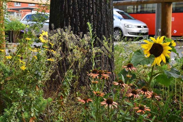 Bunte Beete schtzen den Baum und bieten Lebensraum fr Insekten.  | Foto: Maja Tolsdorf