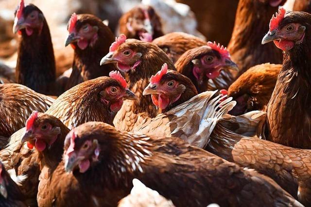 Immer mehr Menschen wollen Hühner halten, doch Kleintierzuchtvereine haben Zukunftssorgen