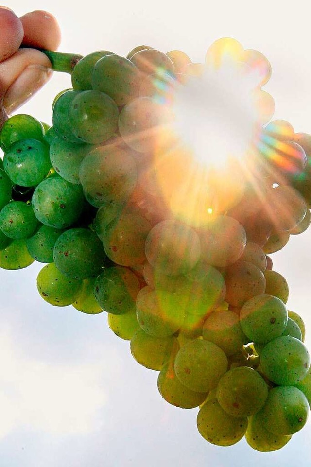 Weintrauben lieben die Sonne &#8211; d...che Wein streicht sie aus ihrem Claim.  | Foto: A3386 Uli Deck