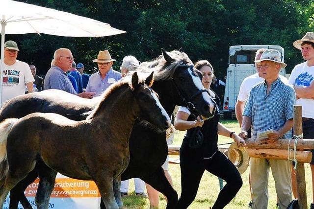 Viermal Neun fr Elisa: Fohlenschau im Kohlenbachtal