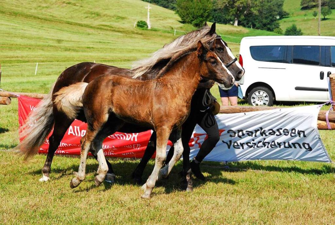 So sieht ein nahezu perfektes Schwarzw...y aus Elzach mit der Mutterstute Emmi.  | Foto: Dorothea Scherle