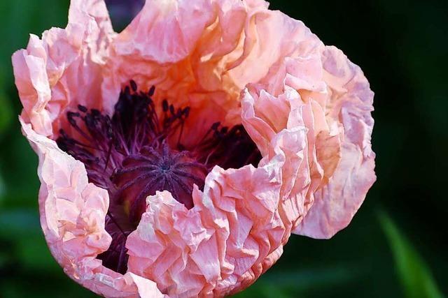 Mohnblten in einem Riegeler Garten