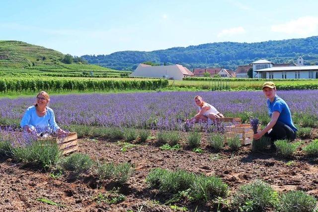 Am Kaiserstuhl wird jetzt auch Lavendel angebaut
