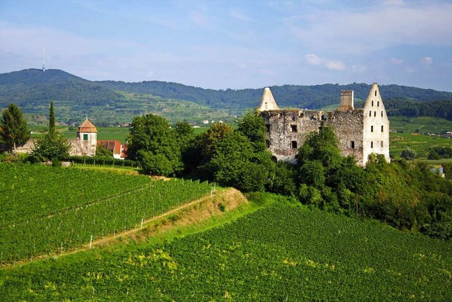 Seit 1901 ist die Burgruine im Besitz einer  Endinger Winzerfamilie.  | Foto: Hans-Peter Ziesmer