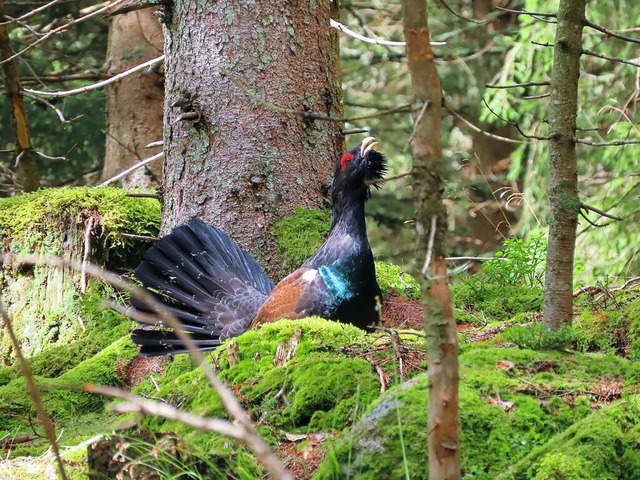 Auerhahn im Schwarzwald  | Foto: Hubertus Ulsamer