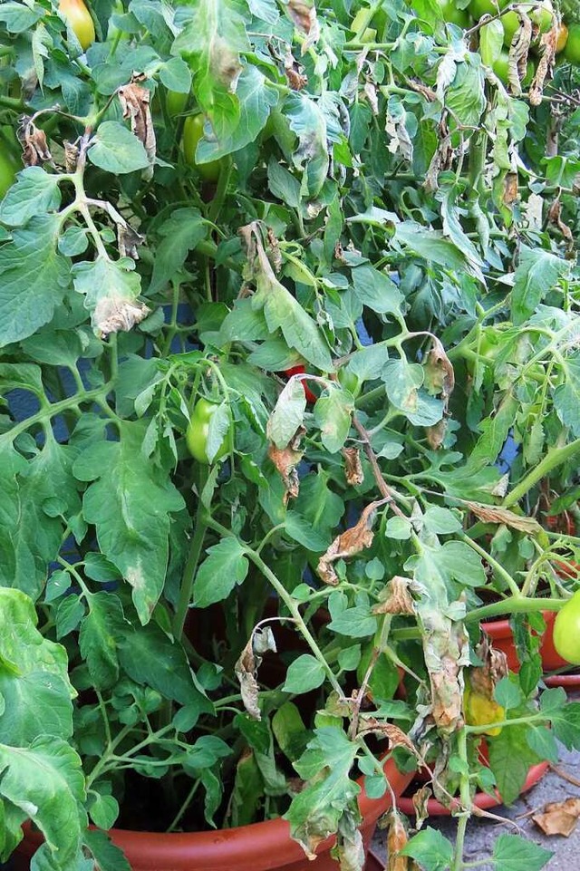 Welkes Blattwerk deutet bei Tomaten auf Braunfule hin.  | Foto: Gerd Leutenecker