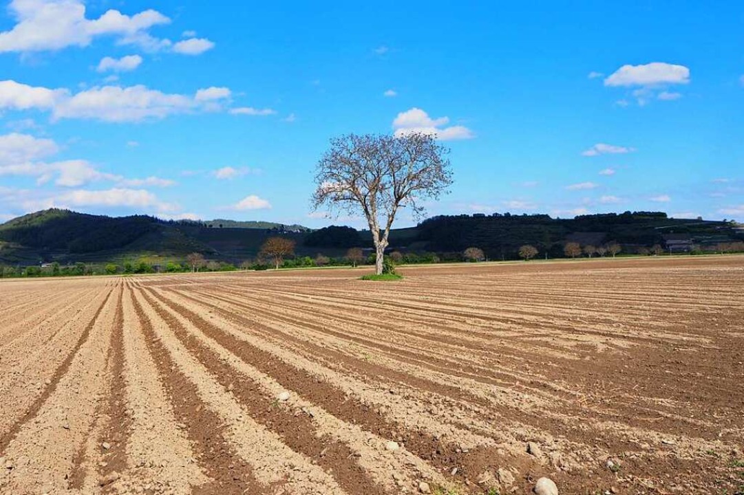 Allein auf weiter Flur: Ein Walnussbau...ruchten Feld in der Nhe von Breisach.  | Foto: Carola Holweg