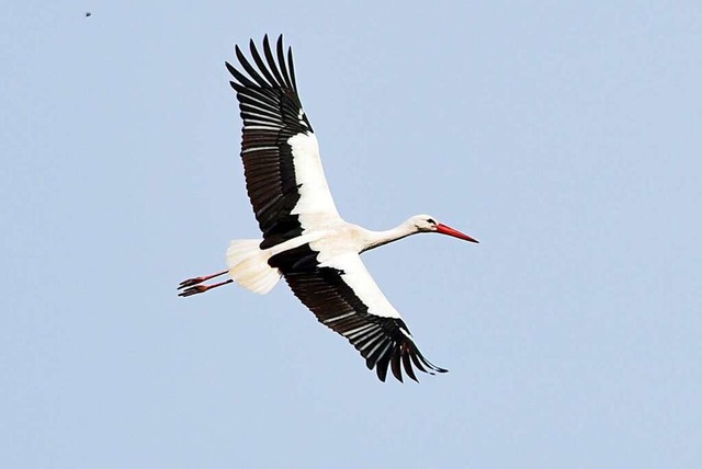 Die Weistrche fliegen Richtung Afrika.  | Foto: Ursula Dren (dpa)