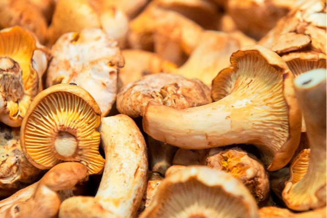 Experten erwarten gutes Pilzjahr