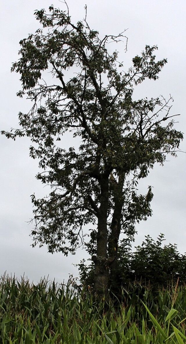 Dieser Baum  ist deutlich  geschdigt. In Egringen will man das verhindern.  | Foto: Reinhard Cremer