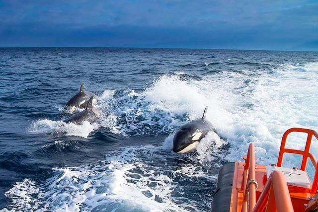 Orcas greifen im Sden Spaniens Segelboote an