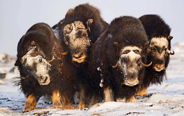 Wenn es wrmer wird in ihrem polaren L...n Tierarten: Moschusochsen in Norwegen  | Foto: imago stock&people