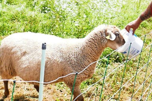 Schafe grasen in Schopfheim fr den Hochwasserschutz