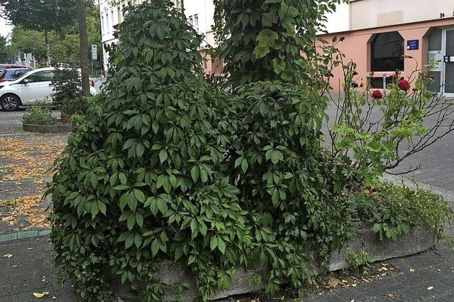 Wildkatzen in l und ein zugewachsenes Fahrrad