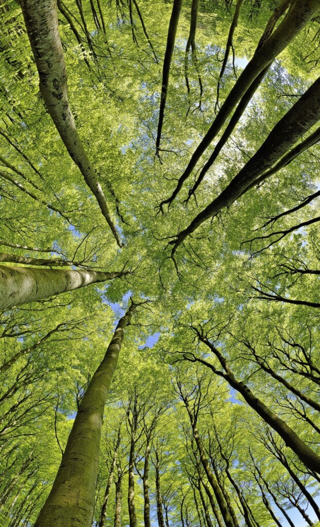 Welcher Baum bleibt gesund, welcher nicht? Ein (noch) intakter Buchenwald  | Foto: Andreas Vitting ( stock.adobe.com)