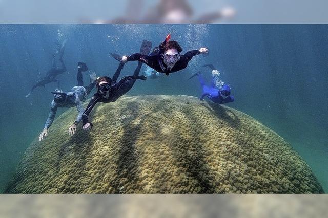 438 Jahre alte Koralle vor Australien entdeckt