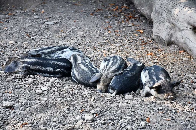 Nicht alle Bewohner des Tierparks Lang... Besucherandrang aus der Ruhe bringen.  | Foto: Barbara Ruda