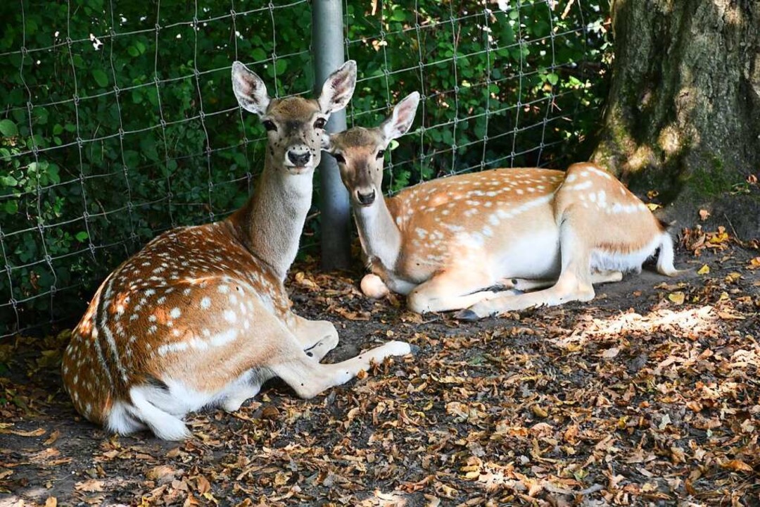 Basler Tierpark Lange Erlen feiert 150jähriges Bestehen Basel Badische Zeitung Basler Tierpark Lange Erlen feiert 150jähriges Bestehen Basel Badische Zeitung