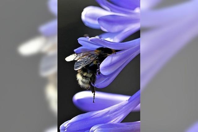 Tierisch buntes Treiben