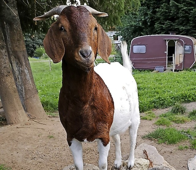 Wie schwer ist eine Ziege? Das gehrt zum Schtzspiel.  | Foto: Frauengemeinschaft Segeten